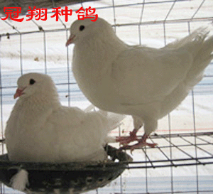 沂蒙鴿業第一人